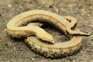 A eastern hognose snake in Texas, US, turns upside down and plays dead to deter predators