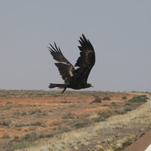 A wedge-tailed eagle on the Stewart Highway in South Australia.