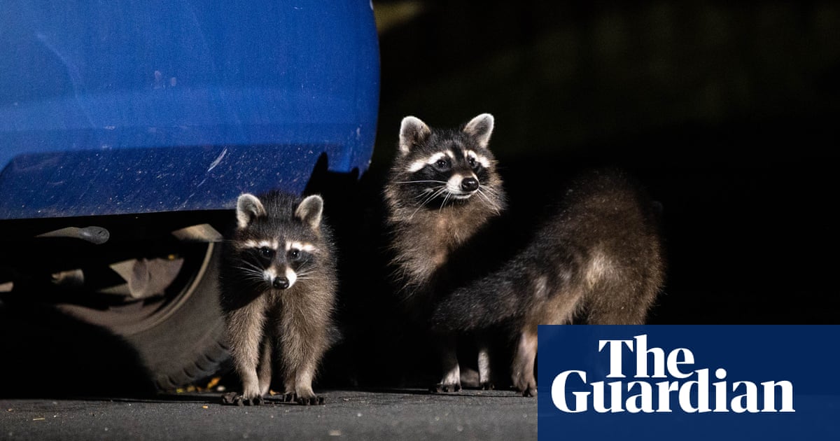 Rampaging raccoons: how the American mammals took over a German city and are heading across Europe