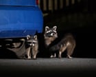 Rampaging raccoons: how the American mammals took over a German city – and are heading across Europe