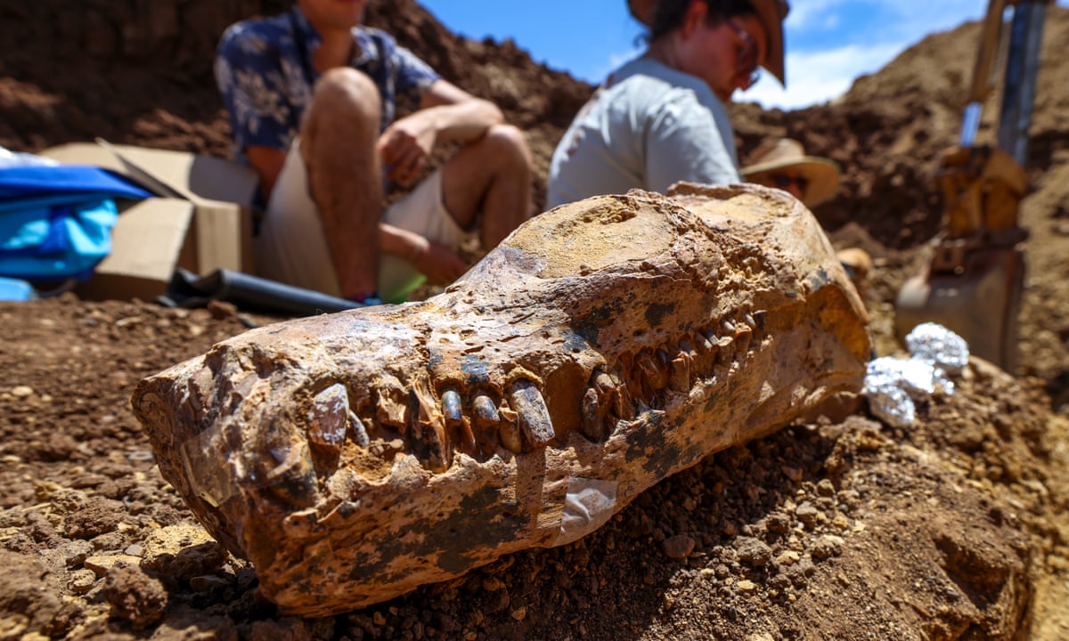 Queensland graziers unearth 100m-year-old plesiosaur remains likened to Rosetta Stone | Dinosaurs | The Guardian