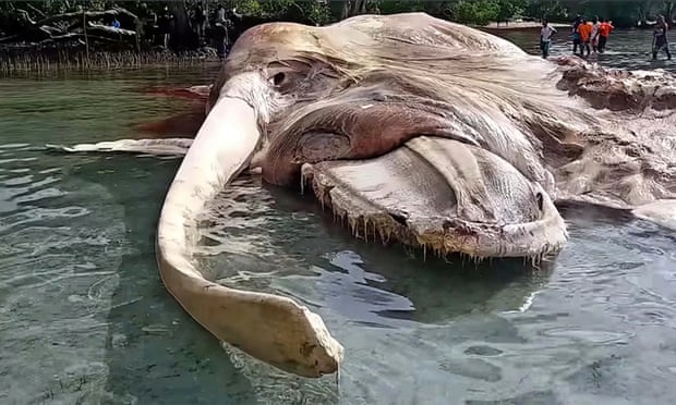  A rotting whale carcass recently washed ashore in Indonesia. Photograph: Patasiwa Kumbang Amalatu/Youtube  