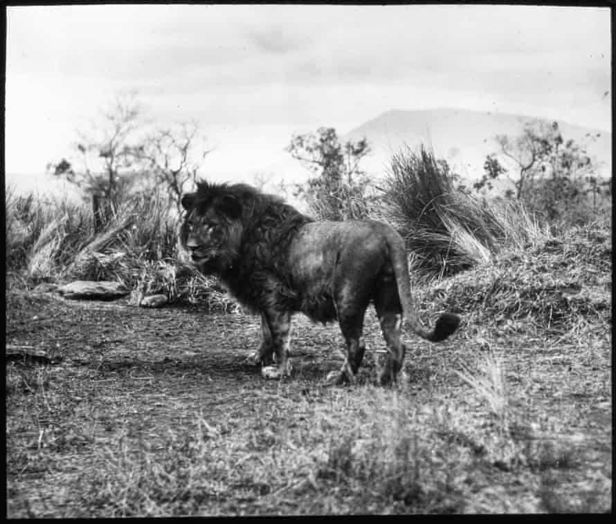 The Lion, 1909-12