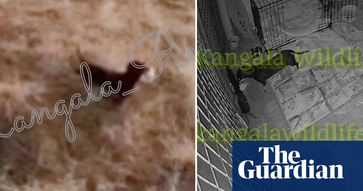 Net closes in on Valerie with new footage of dachshund after more than 500 days at large on Kangaroo Island