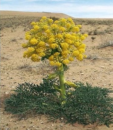 Asafoetida blooms in the Kyzylkum desert, Uzbekistan.