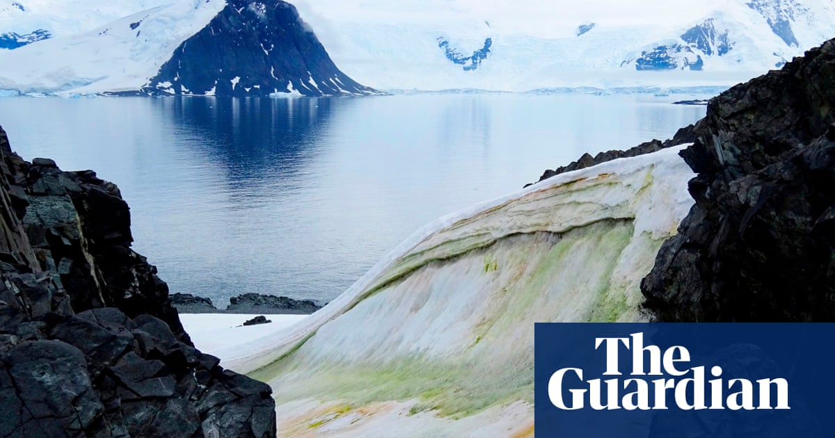 Climate change is turning parts of Antarctica green, say scientists - The Guardian