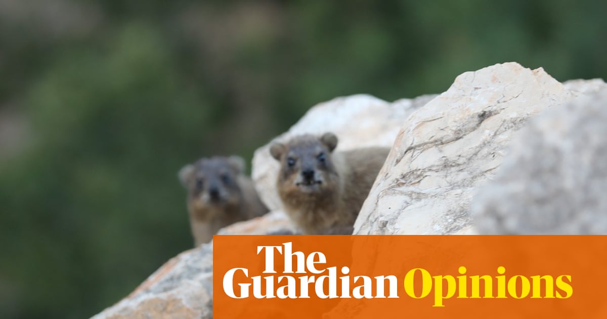 How the fate of a small furry animal reveals the ecological tragedy of Israel’s war on Lebanon | Hisham Younes How the fate of a small furry animal reveals the ecological tragedy of Israel’s war on Lebanon | Hisham Younes