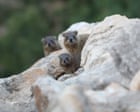 War's Environmental Toll in Southern Lebanon Threatens Rare Wildlife Habitats