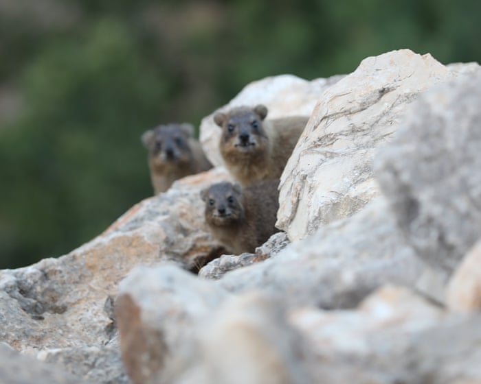 How the fate of a small furry animal reveals the ecological tragedy of Israel’s war on Lebanon