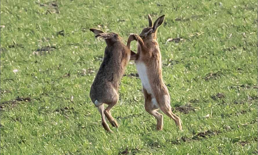 Two hares boxing in Hunsdon, East Hertfordshire on 24 February.