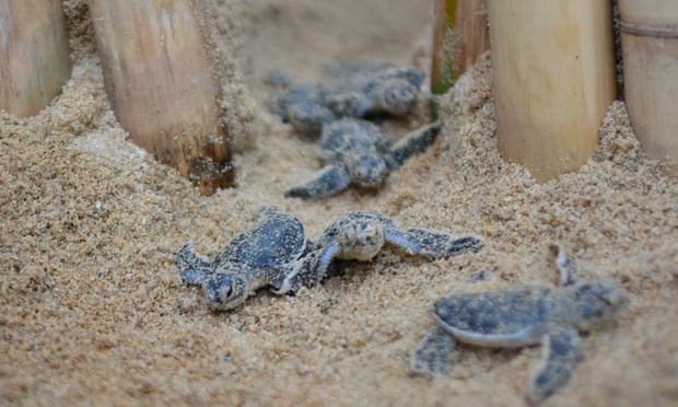 Baby turtles on the beach
