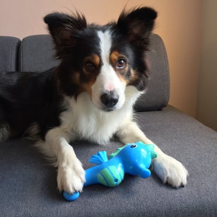 Unleashing Festive Fun A Guide to the Best Christmas Dog Chew Toys Unleashing Festive Fun A Guide to the Best Christmas Dog Chew Toys