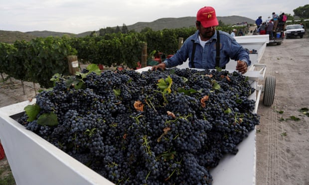 A worker collects grapes during a harvest at Casa Madero in Parras de la Fuente, in Coahuila state, Mexico.