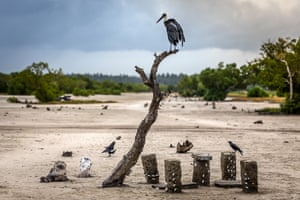 A bird perches on top of a dead tree trunk