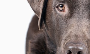 The chocolate Labrador retriever called Trigger, shot its owner.