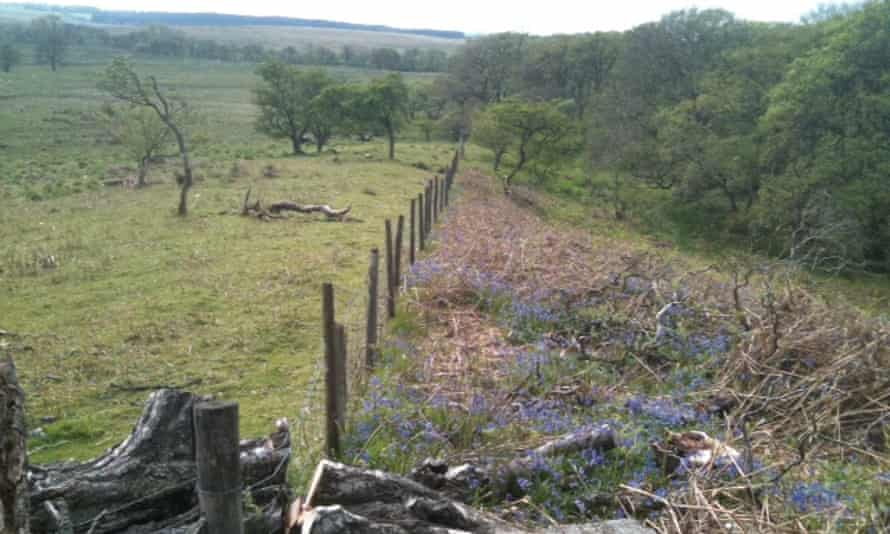Bluebells grown among brushwood, with lots trees in the background, lie on one side of a fence, while only a few trees and grass are on the other side