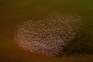 Flock of flamingos flying in heart shape