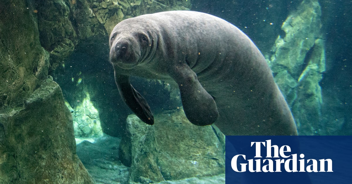 Beasts of the Sea by Iida Turpeinen review – a hypnotic tale of the sea cow’s extinction