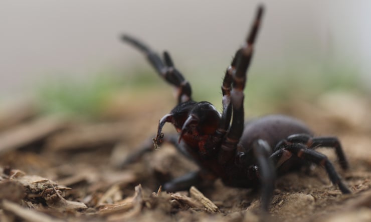‘Learn how to safely catch funnel-webs’: Sydneysiders tasked with hunt for venom as spiders’ breeding season begins ‘Learn how to safely catch funnel-webs’: Sydneysiders tasked with hunt for venom as spiders’ breeding season begins