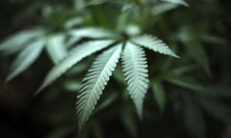 Marijuana grows at an indoor cannabis farm in Gardena, California.