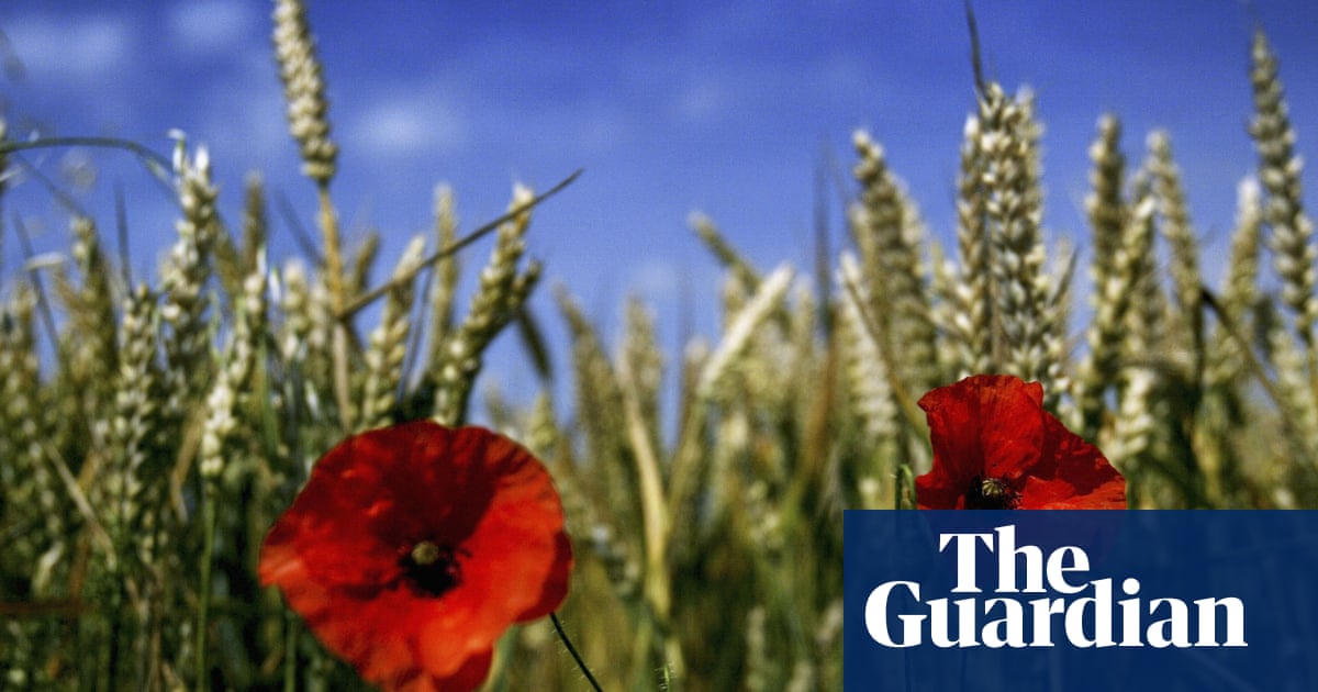 Genetically modified food a step closer in England as laws relaxed
