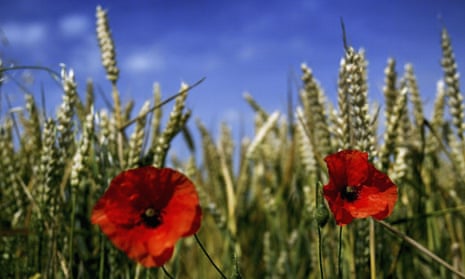 Poppies bloom in a wheat field near Rochester, England.  