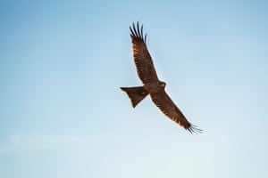 A brown kite rides the thermals searching for prey.