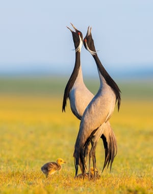 Junho marca o início da época de reprodução dos guindastes demoiselle nas vastas pastagens de Keshiketeng, na Mongólia Interior