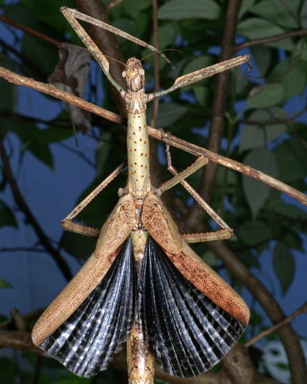 A female Anchiale robusta, during a threat display.