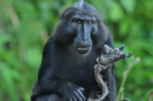 Um macaco sulawesi preto também conhecido como celebes crested macaque (Macaca nigra) mostra suas pernas sendo emaranhadas em uma corda em uma área de floresta protegida em Parigi Moutong Regency, Província de Sulawesi Central, Indonésia