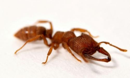 Fastest Ants In World Found In Northern Sahara Researchers Say Science The Guardian