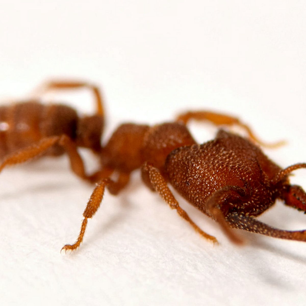 Dracula ant's killer jaws are nature's fastest mover at ...
