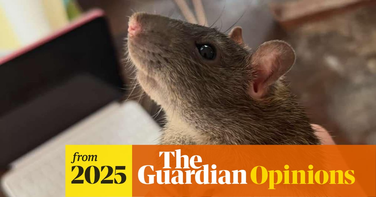 My pet rat is dying. I can’t stop thinking about all the things he taught me | Joseph Earp