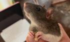 My pet rat is dying. I can’t stop thinking about all the things he taught me | Joseph Earp
