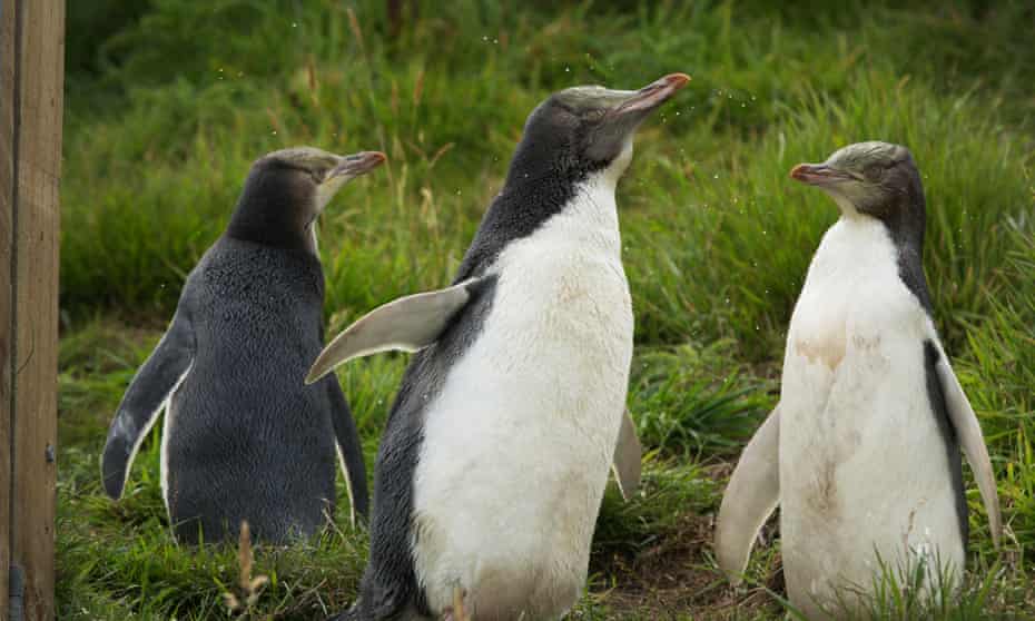 Hoiho (yellow-eyed penguins) are one of New Zealand’s many cherished seabirds that face a threat from commercial fishing. 