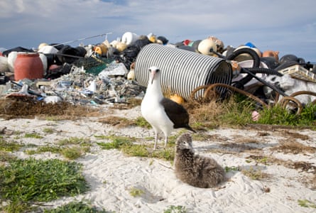 A laysan albatross adult and chick on a nest next to a rubbish mound collected by volunteers on the Midway Atoll coastline.