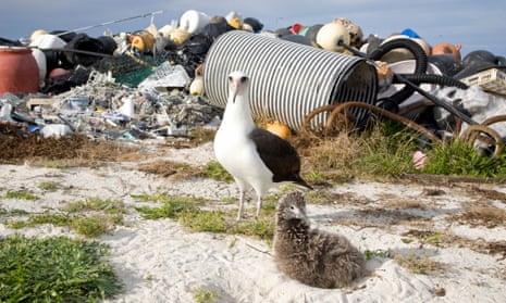 An albatross adult and chick next to marine debris collected by volunteers on Midway Atoll, Pacific Ocean.
