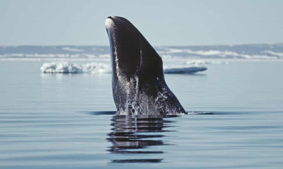 Bowhead whale in Canada’s Arctic Northwest Territories.