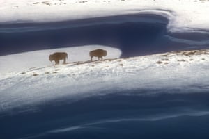 Buffalo fica em um cume nevado varrido pelo vento no parque nacional de Yellowstone