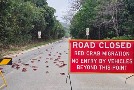 The annual migration creates plenty of work for park rangers, who use rakes to keep them clear of the busiest roads.