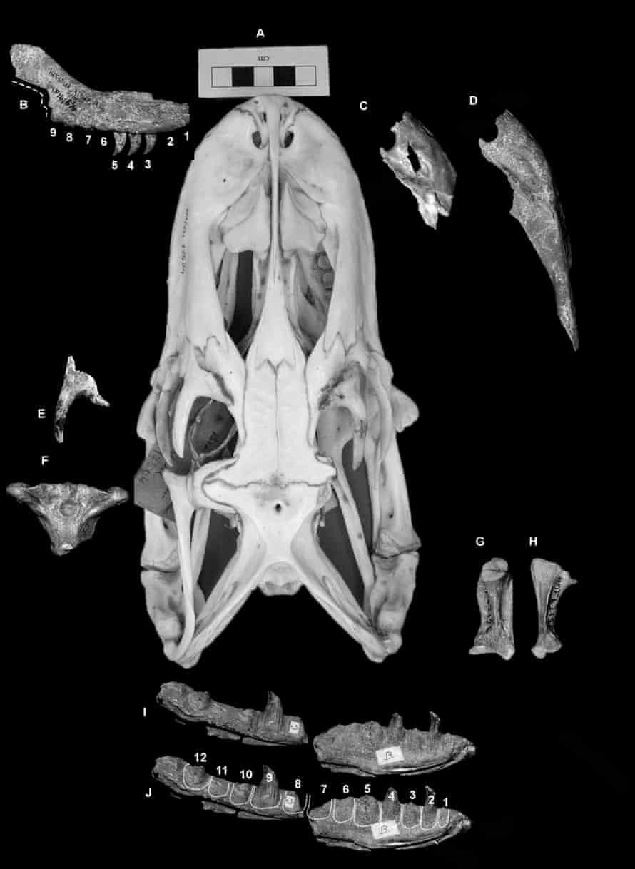 Fossil remains of the earliest Komodo dragon from the Pliocene of Australia next to the skull of a modern Komodo dragon (A, center). B-D: fragments of the upper mandible. E-F: fragments of the skull bones. G–H: quadrate bone . I–J. partial left mandible, with dotted lines illustrating the tooth sockets.