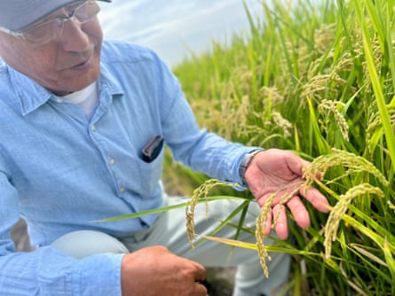 Haruki Kawasaki, a farmer, inspects heat-resistant rice in his fields in Shiroishi, a rural town in south-west Japan