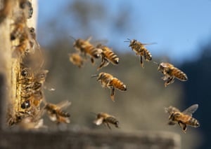 Honeybees venture out of their hive box on a warm afternoon on a farm near Elkton in western Oregon, US. Honeybees become active and start foraging at approximately 12.8C. Full foraging activity is not achieved until the temperature rises to 19C