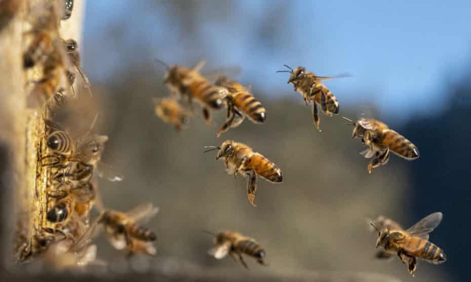 Honey  on a farm near Elkton in rural western Oregon. The use of neonicotinoids, hailed by industry as a key to bumper crop yields, has exploded since the 1990s.