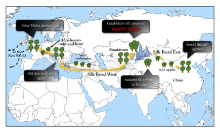 A map depicting the apple’s journey along the silk road