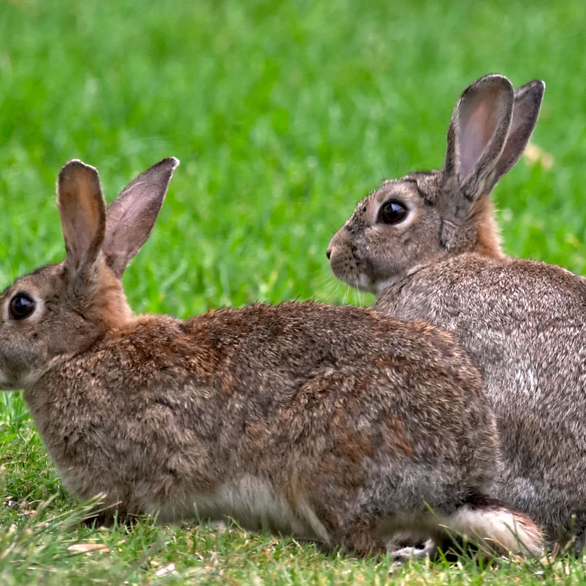 Rabbits may hold key to solving mystery of human female orgasm ...