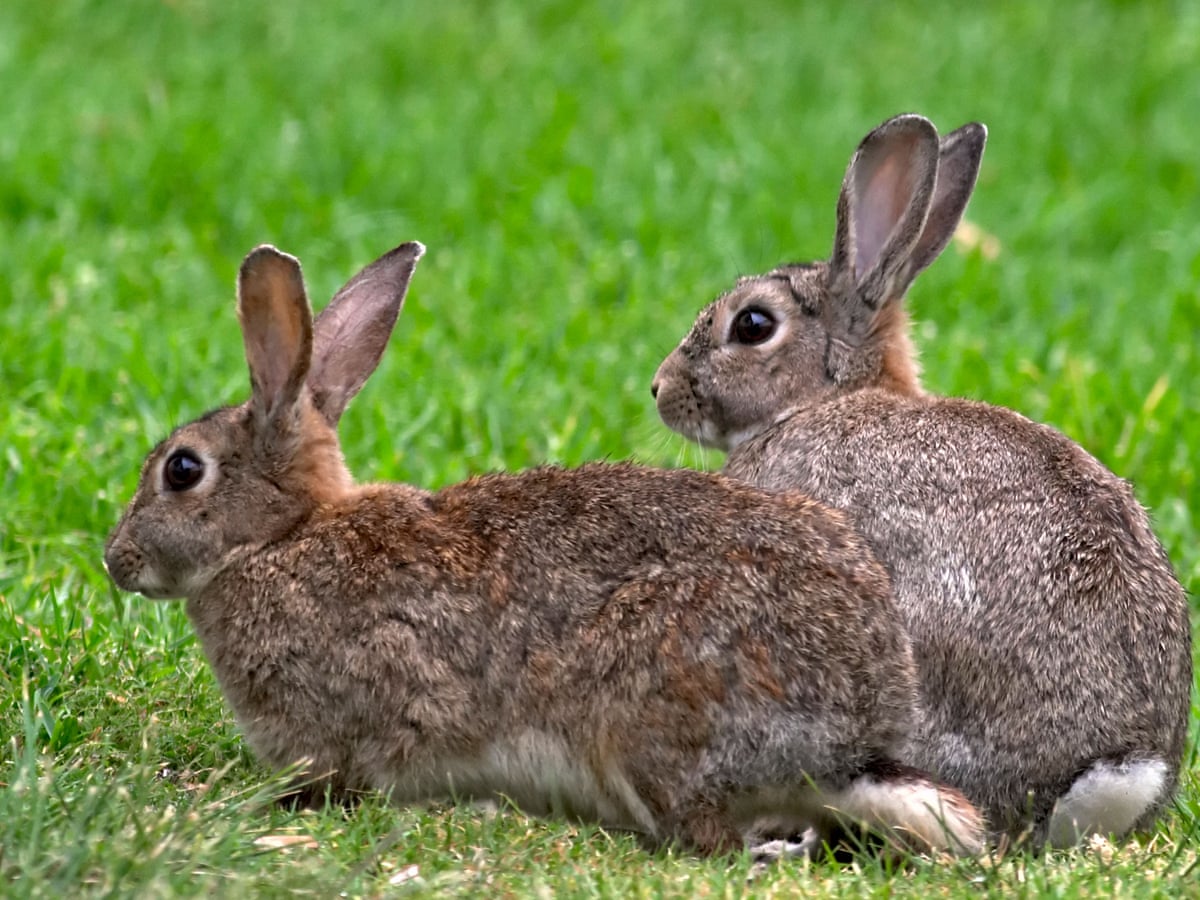 Rabbits may hold key to solving mystery of human female orgasm | Biology |  The Guardian
