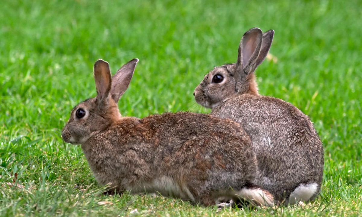 Rabbits may hold key to solving mystery of human female orgasm ...