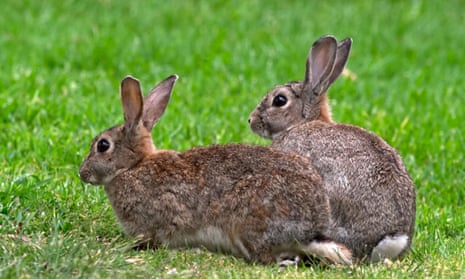 Two wild rabbits