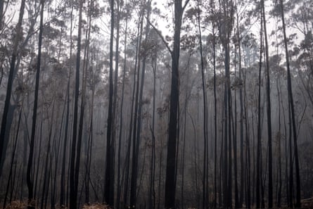 Burnt trees near Mallacoota on 15 January, 2020.